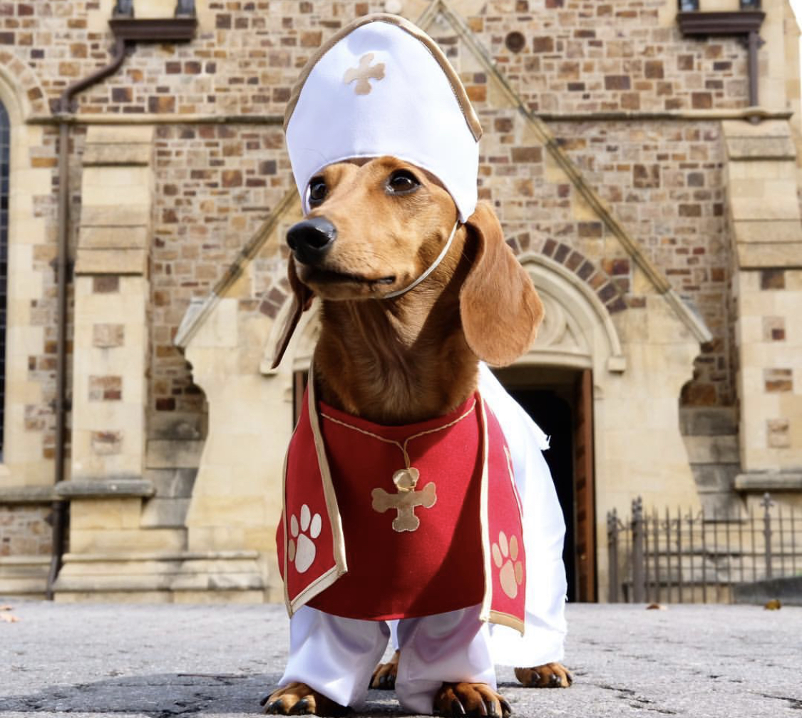 The 14 Best Jobs For Dachshunds PetPress