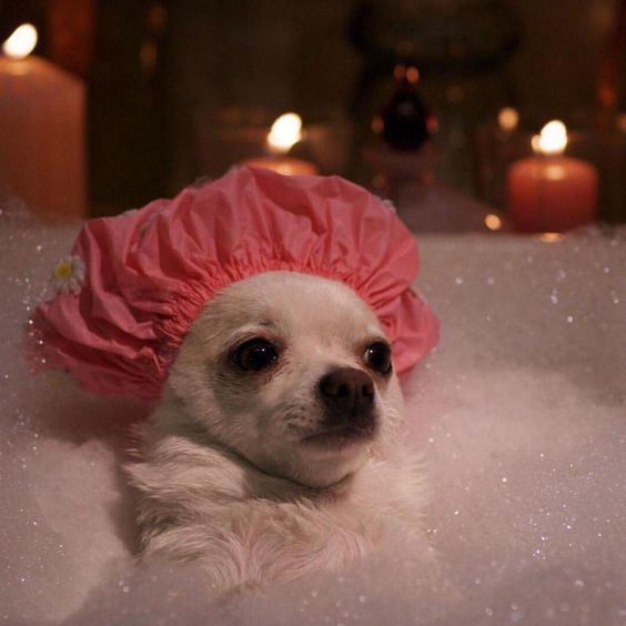 14 Cute Photos Of Chihuahuas Bathing In The Water Page 3 of 4 PetPress