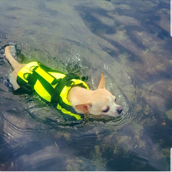 14 Cute Photos Of Chihuahuas Bathing In The Water Page 3 of 4 PetPress