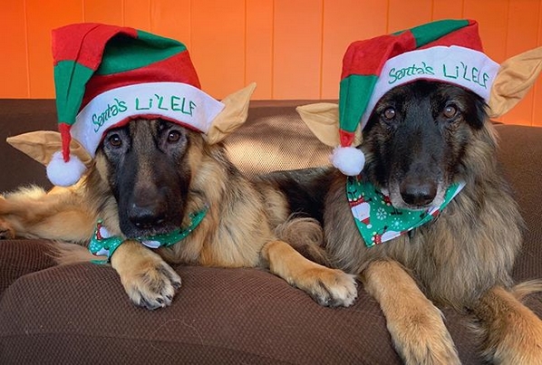 14 Funny Pictures proving German Shepherds love Christmas
