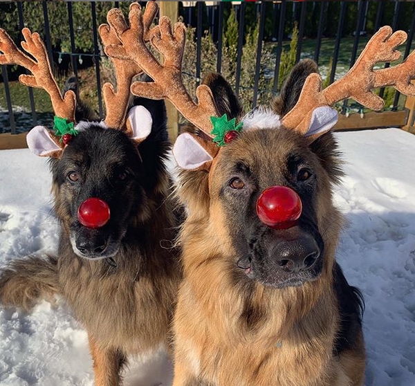 14 Funny Pictures proving German Shepherds love Christmas