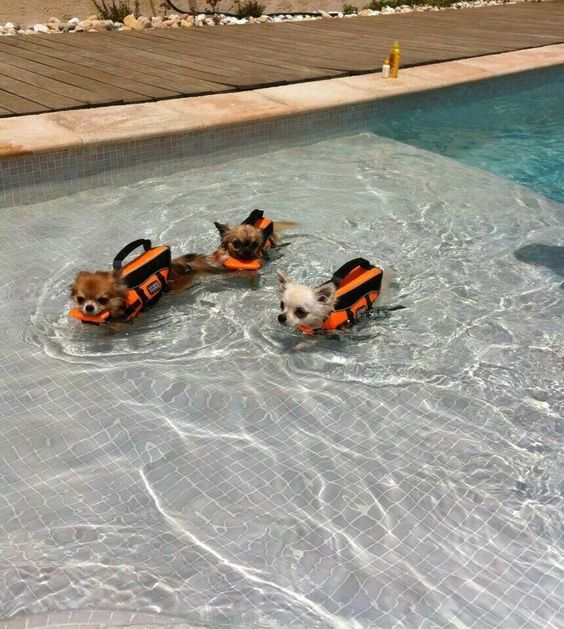 14 Cute Photos Of Chihuahuas Bathing In The Water Page 2 of 4 PetPress