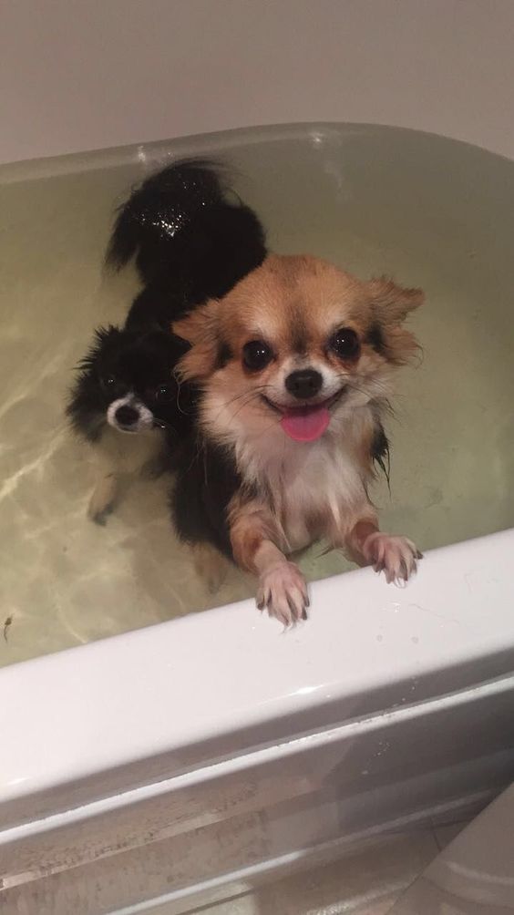 14 Cute Photos Of Chihuahuas Bathing In The Water PetPress