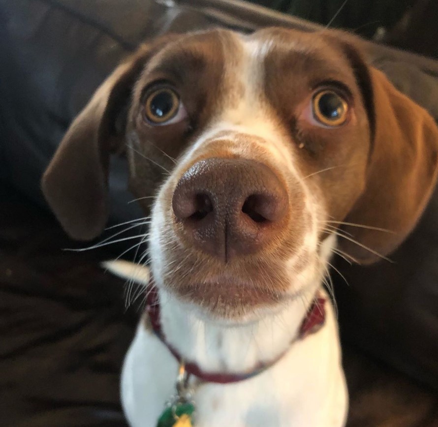 33 Beagle Mixed Breeds List Of Beagle Mix Breed Dogs PetPress