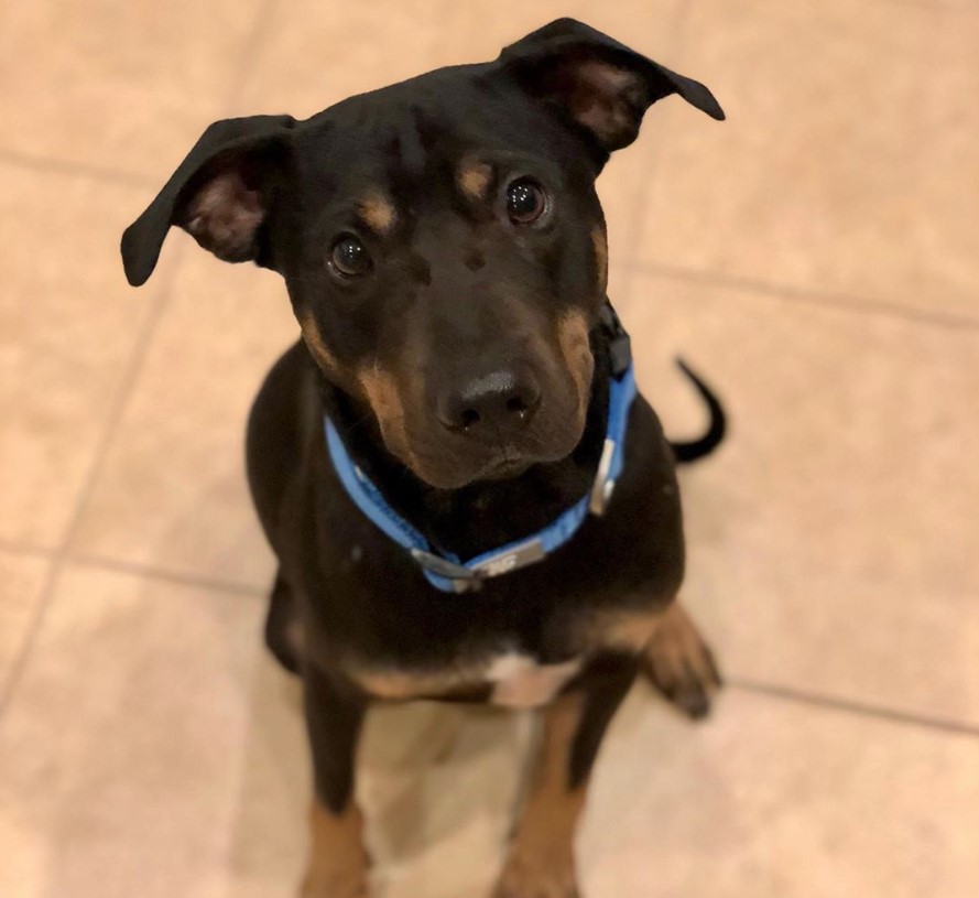 33 Beagle Mixed Breeds List of Beagle Mix Breed Dogs PetPress