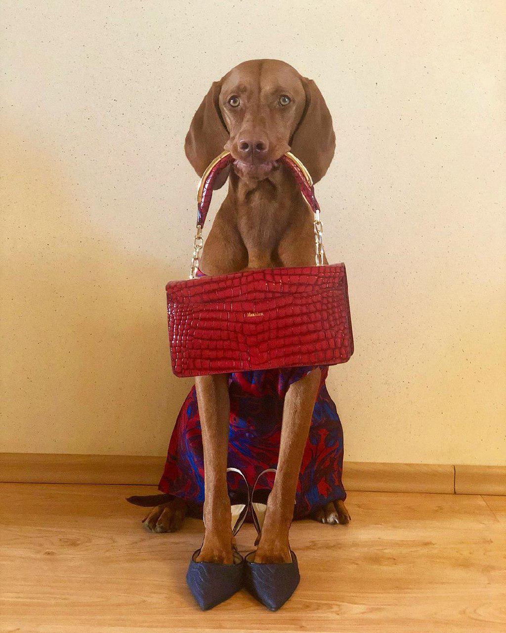 14 Terrifyingly Pawsome Costumes For Vizslas PetPress