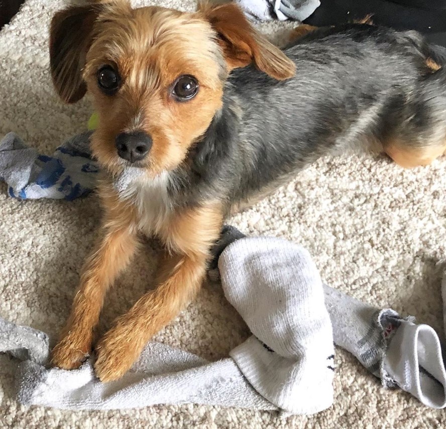 yorkie mixed with beagle