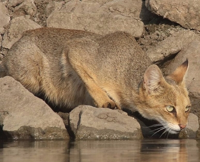 7 Small Exotic Cats That Are Surprisingly Legal to Own as Pets PetPress