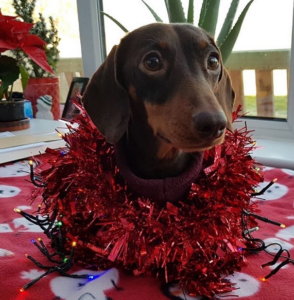 16 Funny Christmas Costume Ideas for Dachshunds Page 3 of 3 PetPress