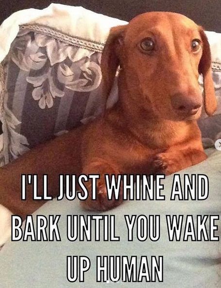 puppies waking me up meme