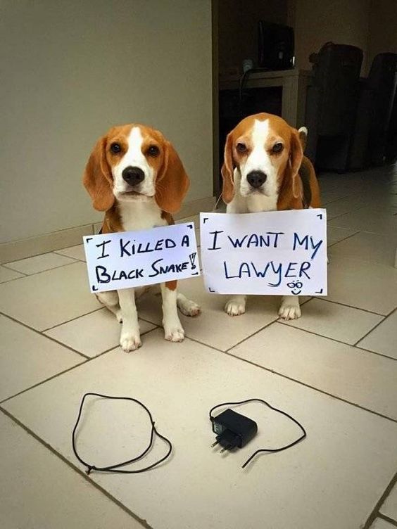 bad things about beagles