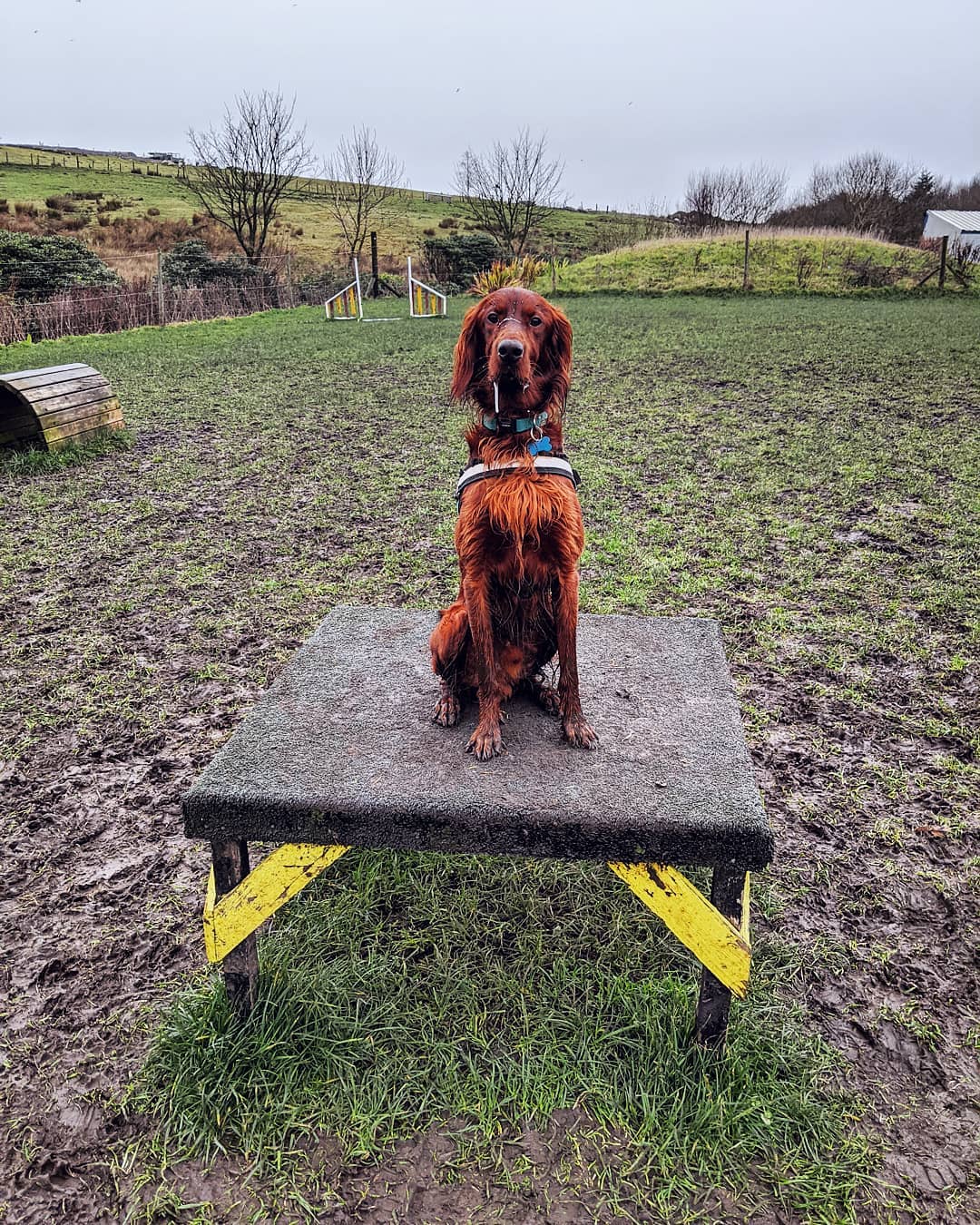 irish setter 2813