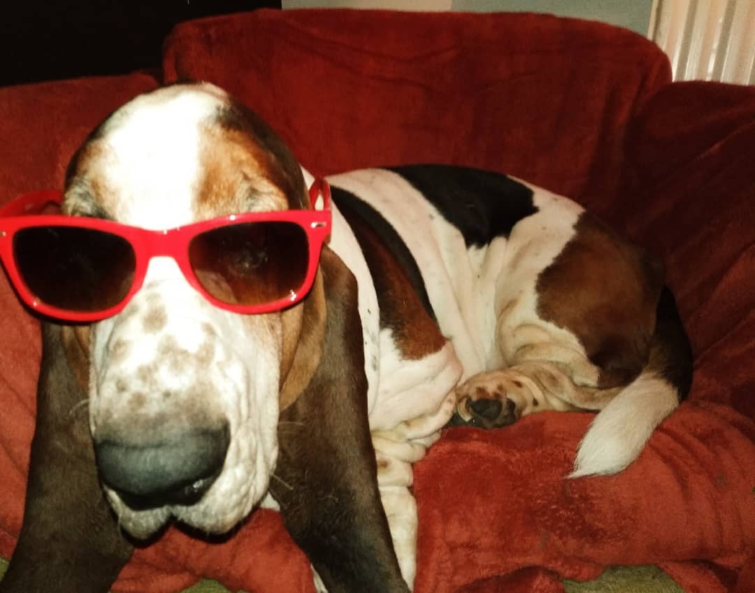 14 Things You Might Not Know About Basset Hounds Page 2 of 4 PetPress