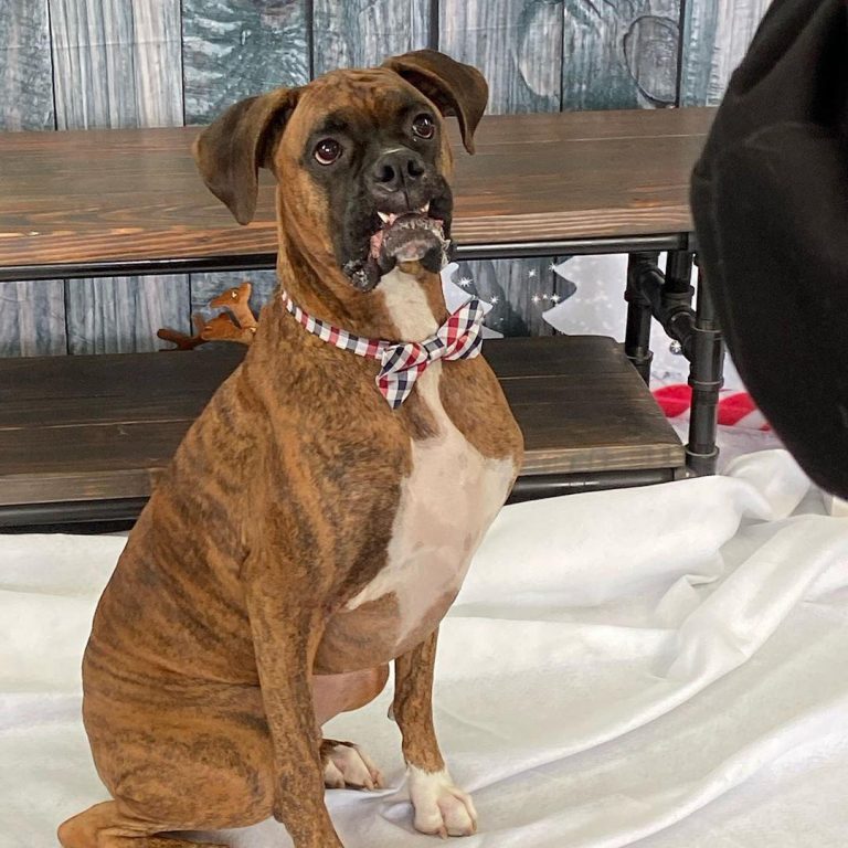14 Boxer Dogs That Love the Cold Weather Page 3 of 3 PetPress