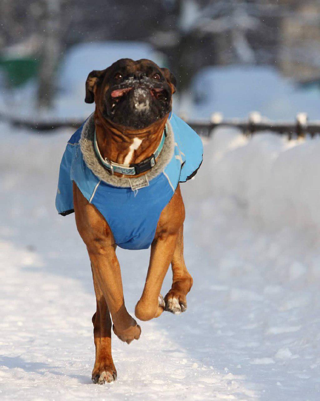 14 Boxer Dogs That Love the Cold Weather Page 2 of 3 PetPress