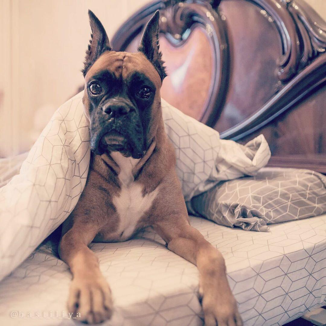 14 Boxer Dogs That Love the Cold Weather PetPress