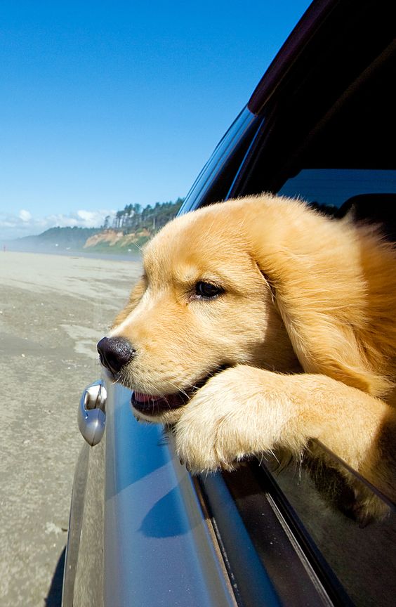14 Golden Retrievers That Love Car Rides Page 2 of 4 PetPress