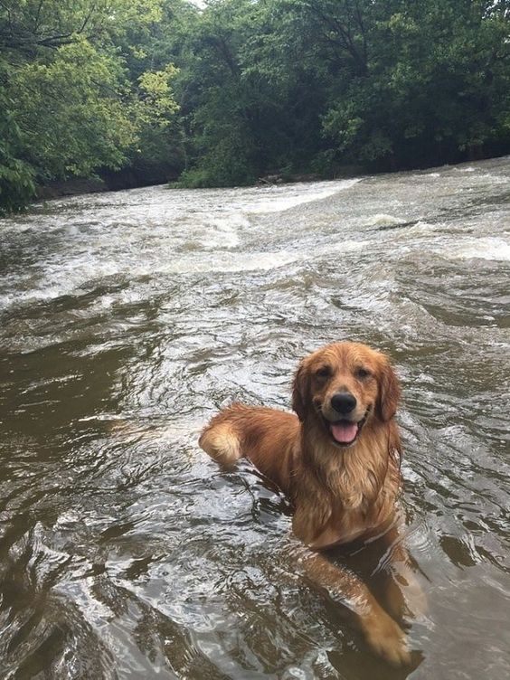 14 Golden Retrievers That Absolutely Love The Water PetPress