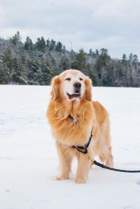14 Golden Retrievers That Love the Cold Weather Page 2 of 4 PetPress