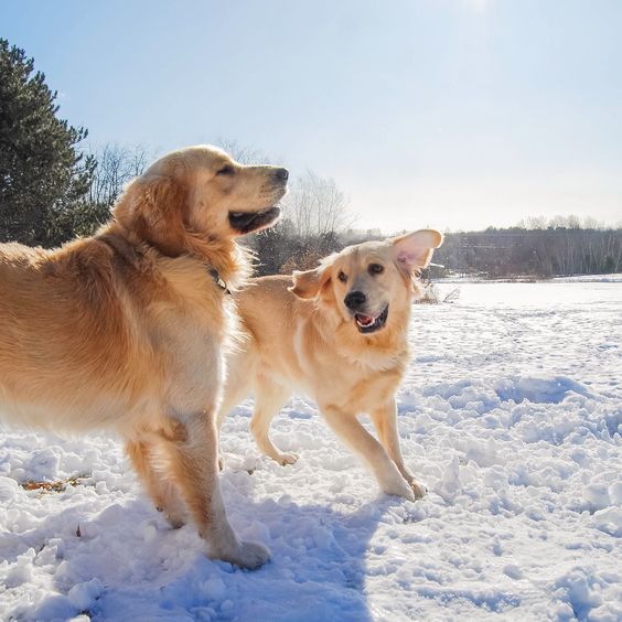 14 Golden Retrievers That Love the Cold Weather Page 2 of 4 PetPress