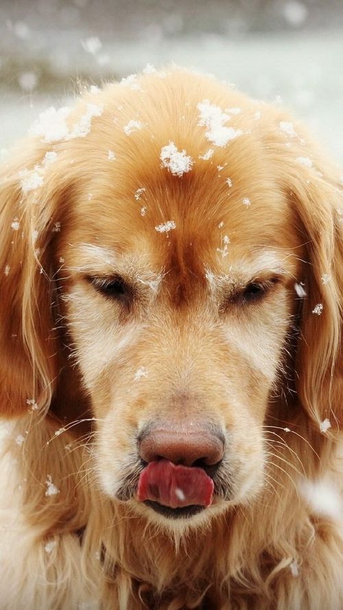 14 Golden Retrievers That Love the Cold Weather PetPress
