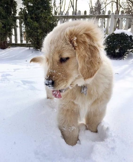 14 Golden Retrievers That Love the Cold Weather - PetPress