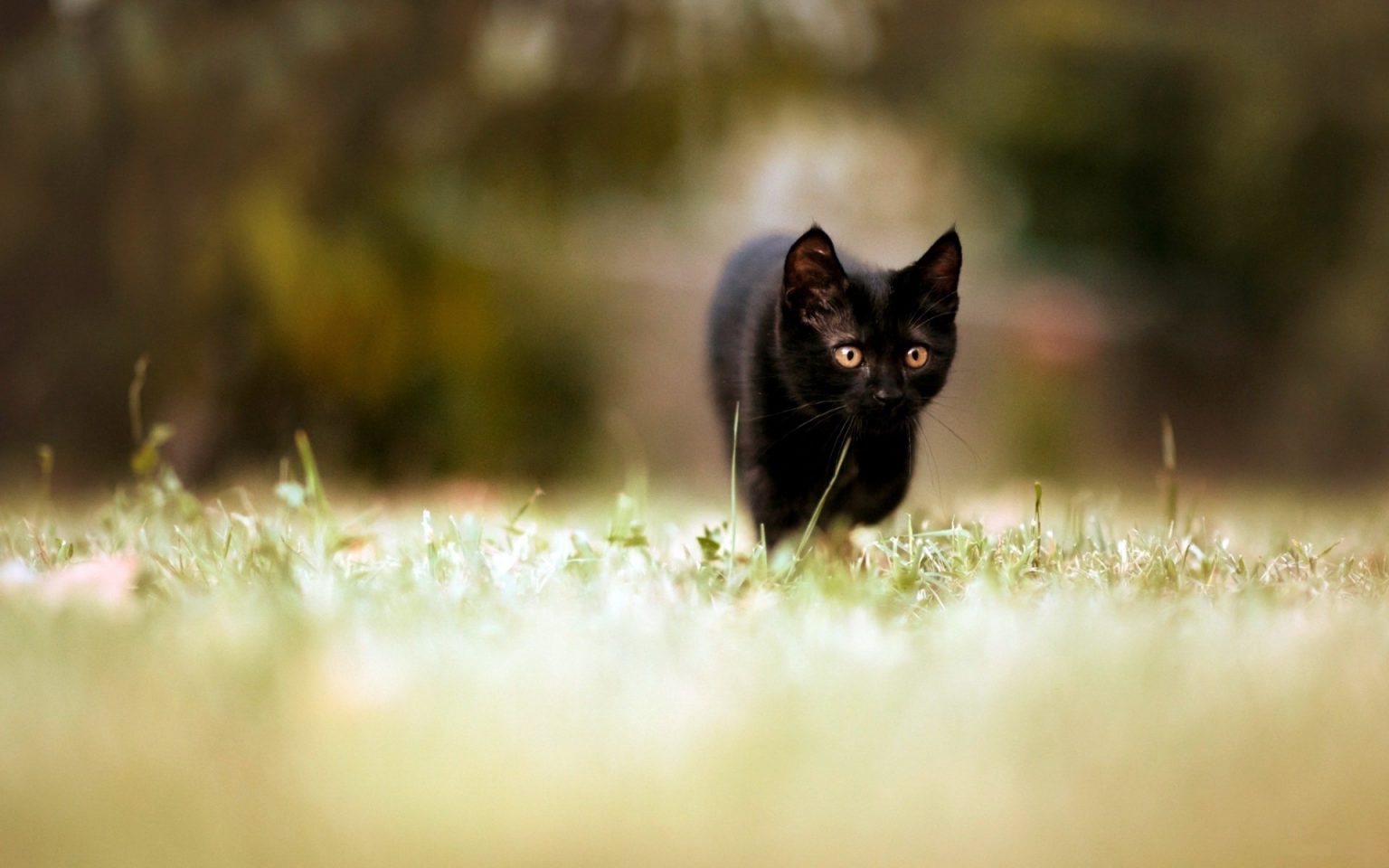 14 Surprising Facts About The Bombay Cat PetPress