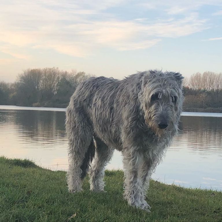 14 Huge Facts About Massive Irish Wolfhound Dogs PetPress