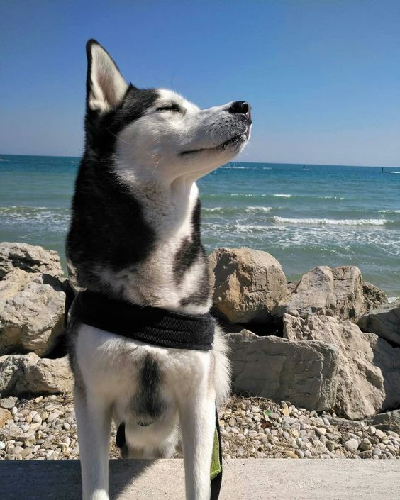 14 Photos Of Huskies Who Went For a Walk Along the Seashore PetPress
