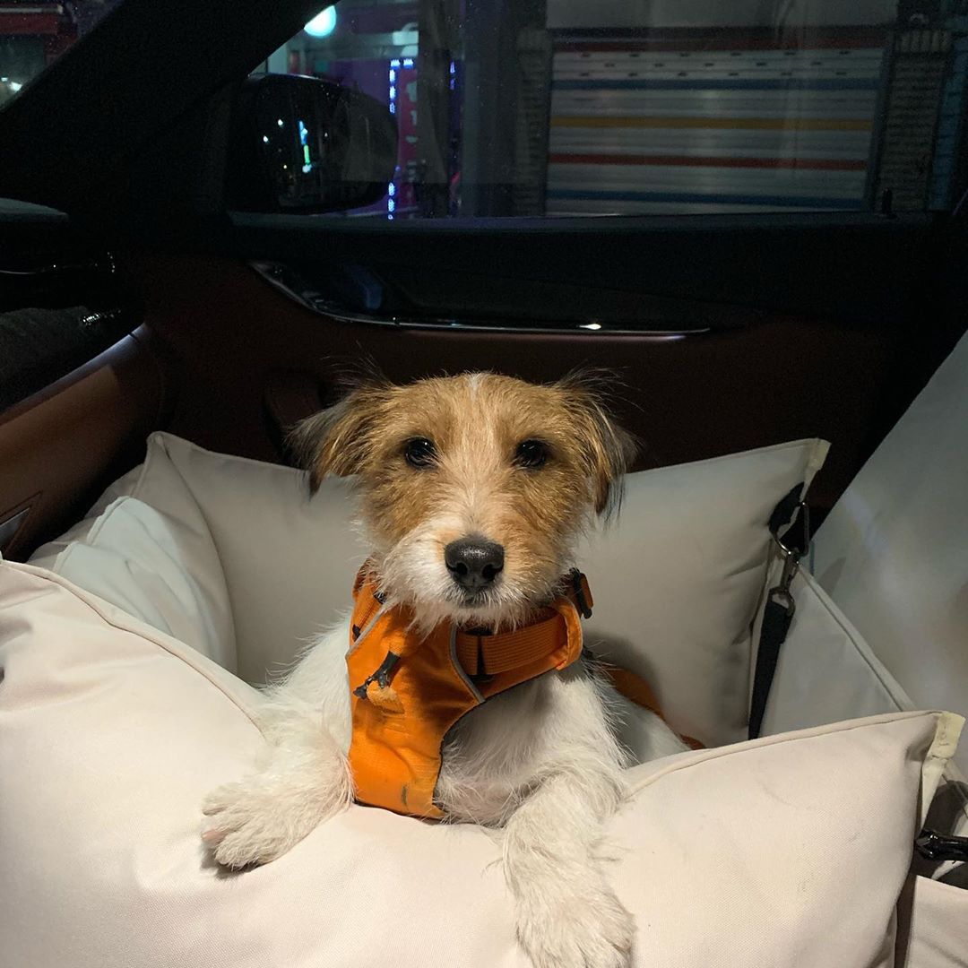 As you see they come in two coat types smooth and broken😉😉😉 PetPress