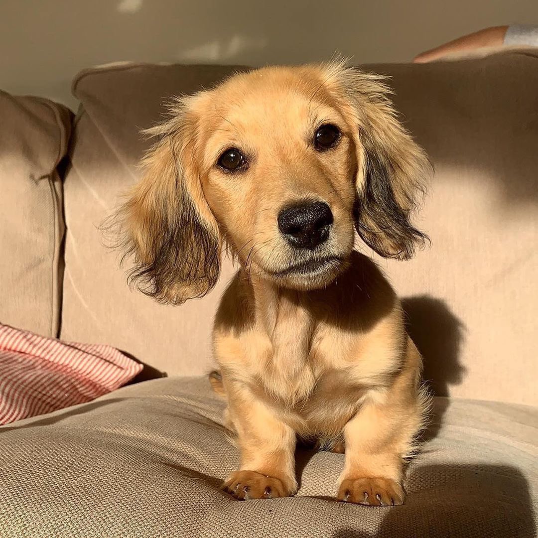 14 Things To Know About Dachshunds PetPress