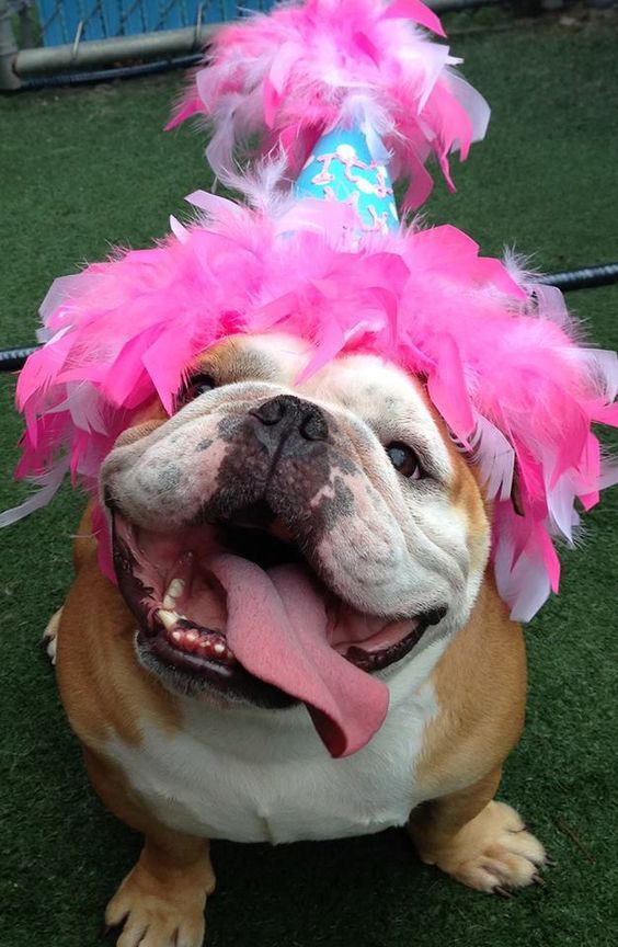 Bulldogs Ruff Day 15 English Bulldogs Wearing Hats For Anyone Who's Having A Ruff Day ...