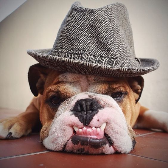 15 English Bulldogs Wearing Hats For Anyone Who's Having A Ruff Day