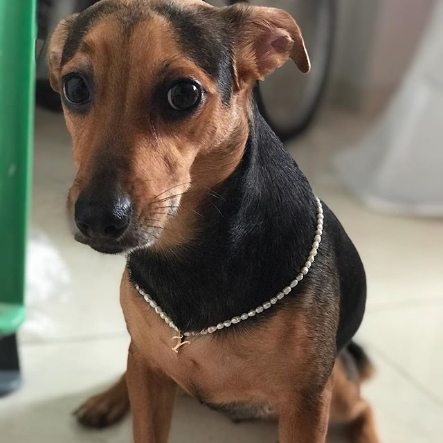 14 Energetic Facts About Jack Russells That Everyone Should Know Page