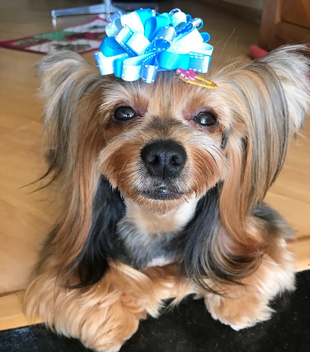 14 Fascinating Facts About Yorkies PetPress