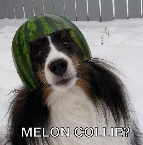 14 Funny Collie Memes That Will Make Your Day! PetPress