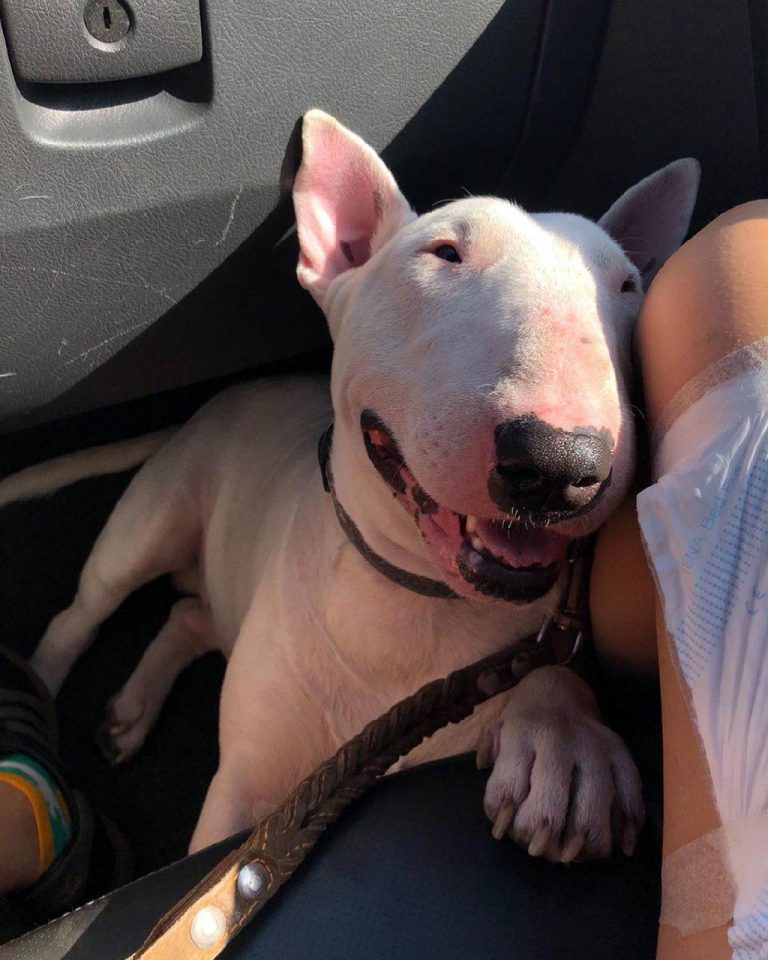 15 Funny Bull Terrier Pictures That Will Make You Smile Page 2 of 3