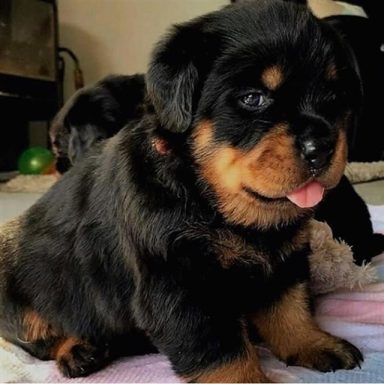 14 Fun Facts You Probably Didn't Know About Rottweilers | PetPress