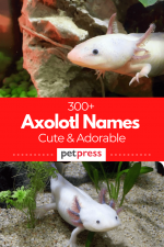 300+ Most Adorable and Cute Axolotl Names