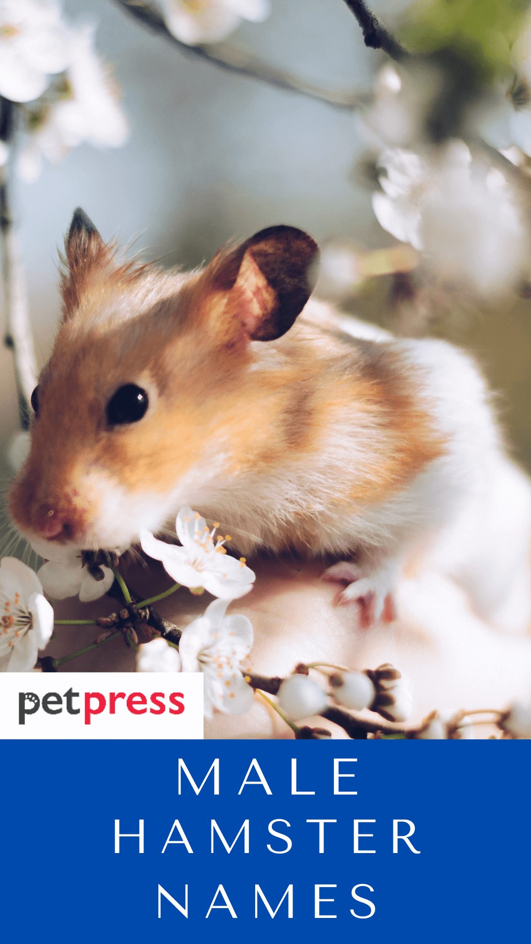 male-hamster-names