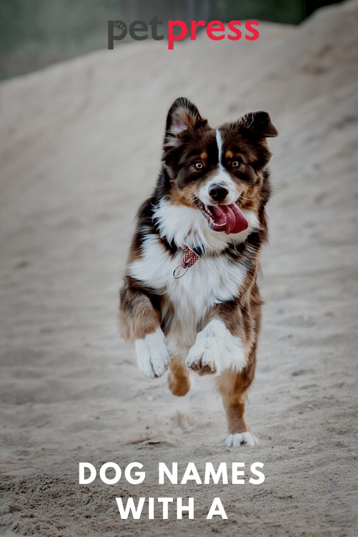 dog-names-with-a