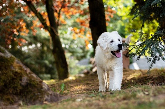 dog-goldenretriever