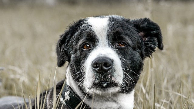 dog-border-collie