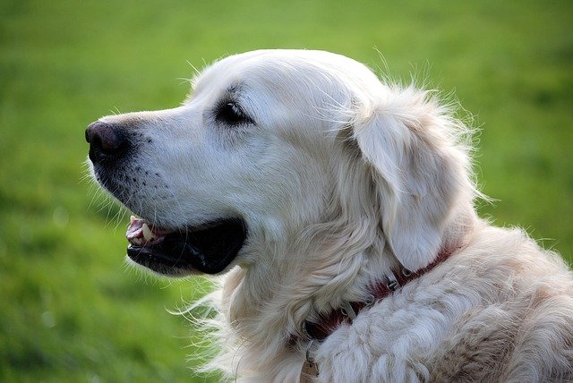 dog-golden-retriever