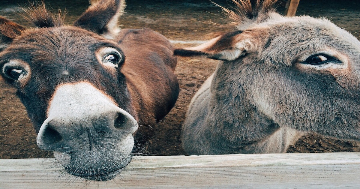 Donkey Names 500 Good Ideas for Names for Donkeys