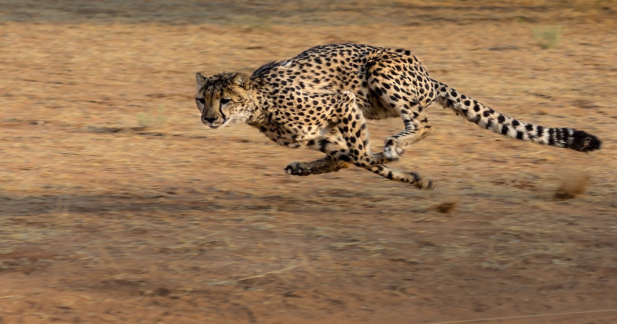 Cheetah Names 180 Best & Famous Names for Cheetahs