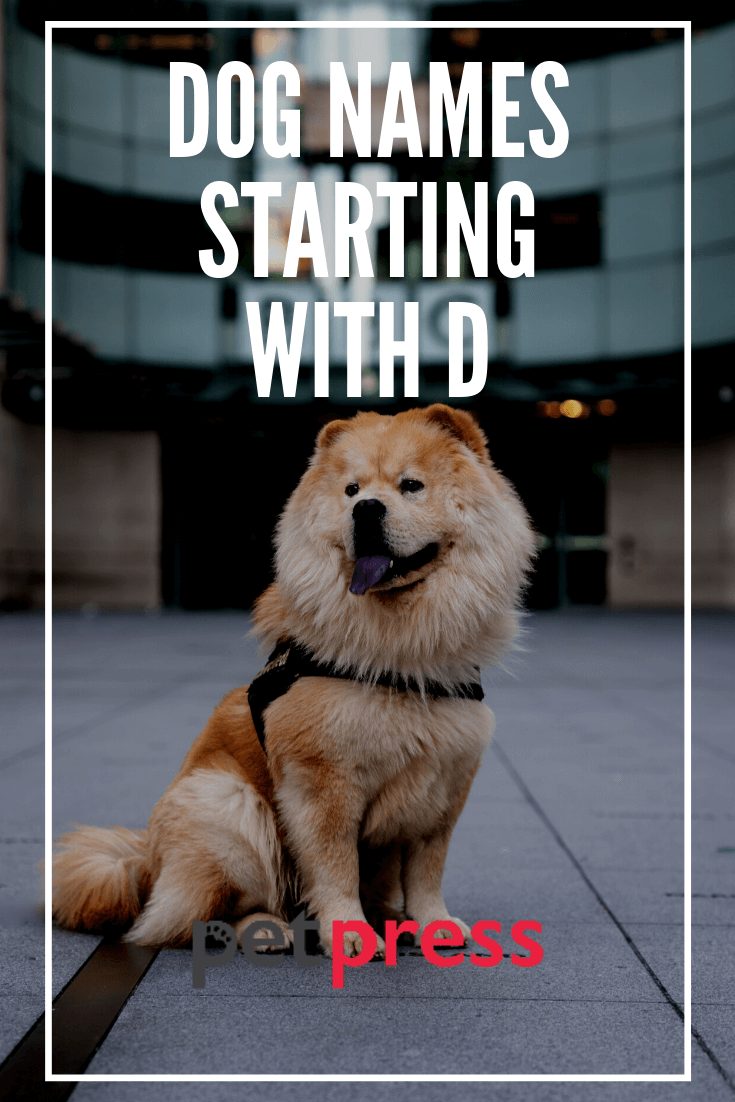 Dog Names Starting With D