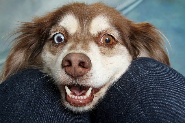 sweet-dog