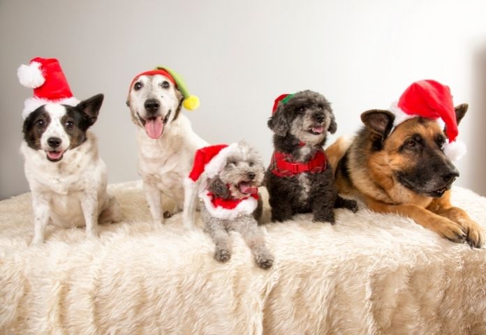 Best Christmas Dog Names - 2