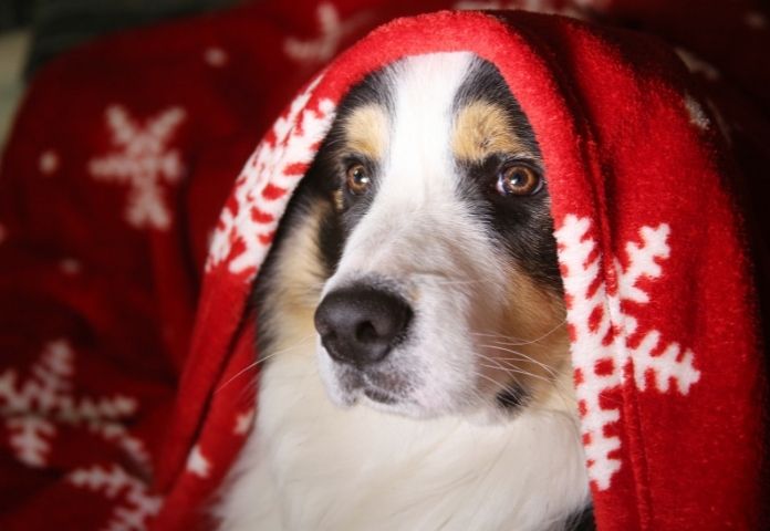 Best Winter Names for Dogs
